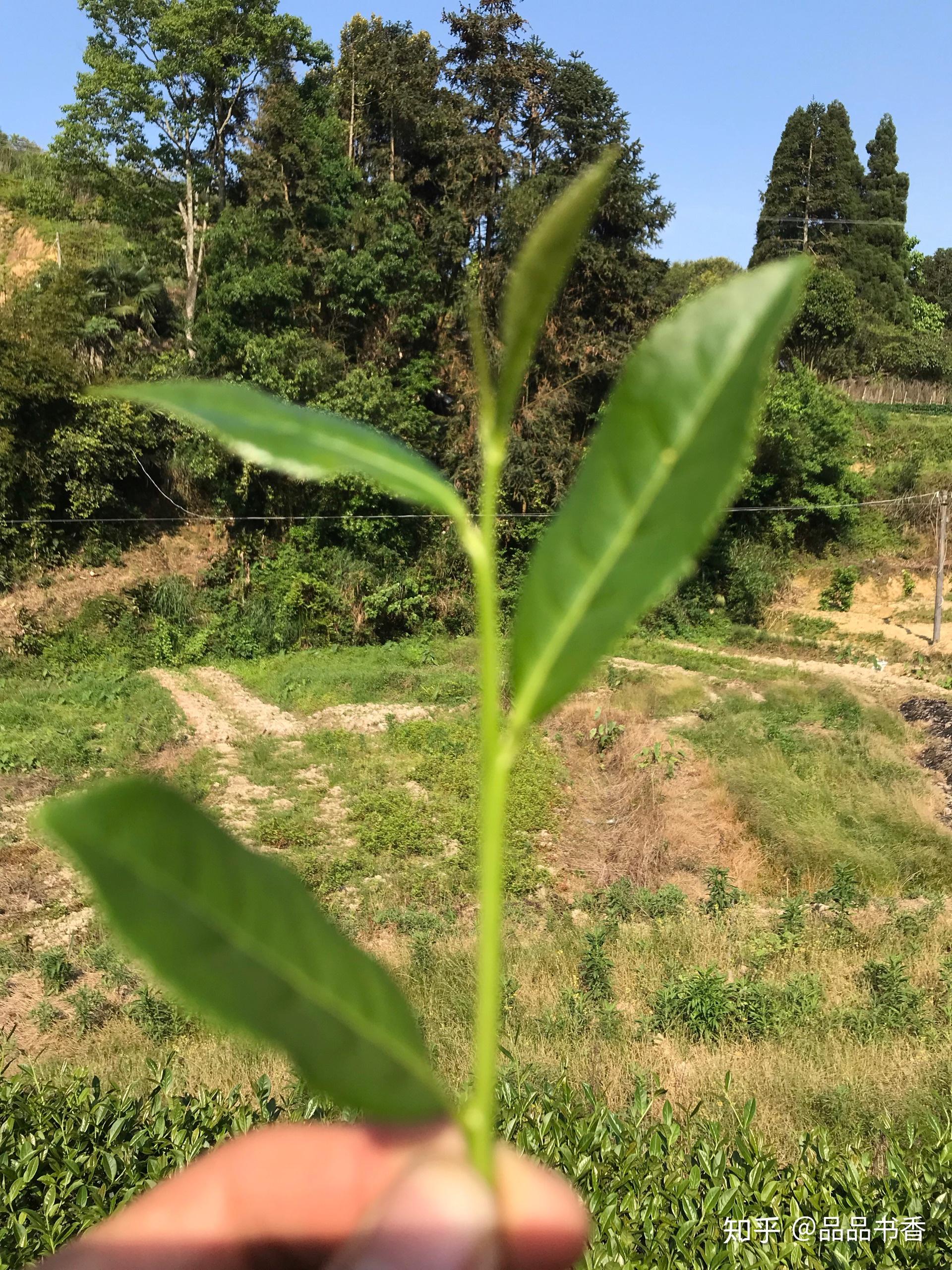 春日未来是不是主角_春日未来表情包_春日未来