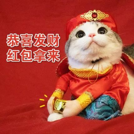 像猫头鹰的动物_猫头像_像猫头的logo牌子空调