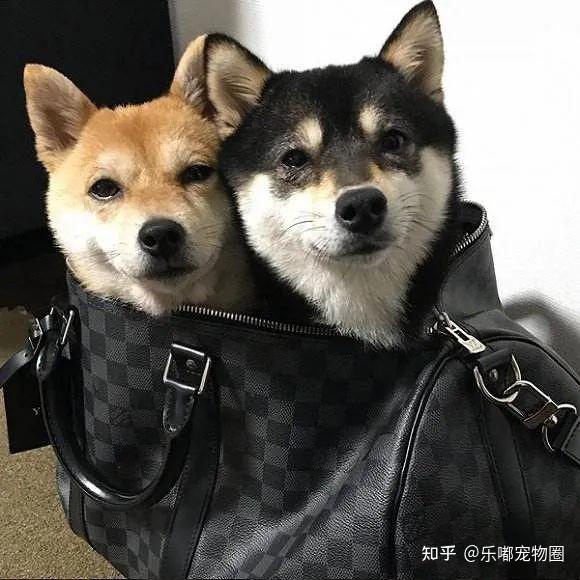 柴犬子_柴犬子_柴犬子