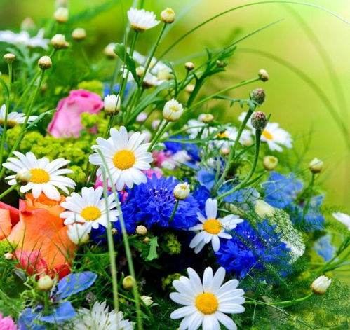 长安百万贯最新版本下载 